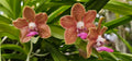 Exclusive: Vanda JP Sweet Perfume (Golden Doubloon X Mimi Palmer), Seedling