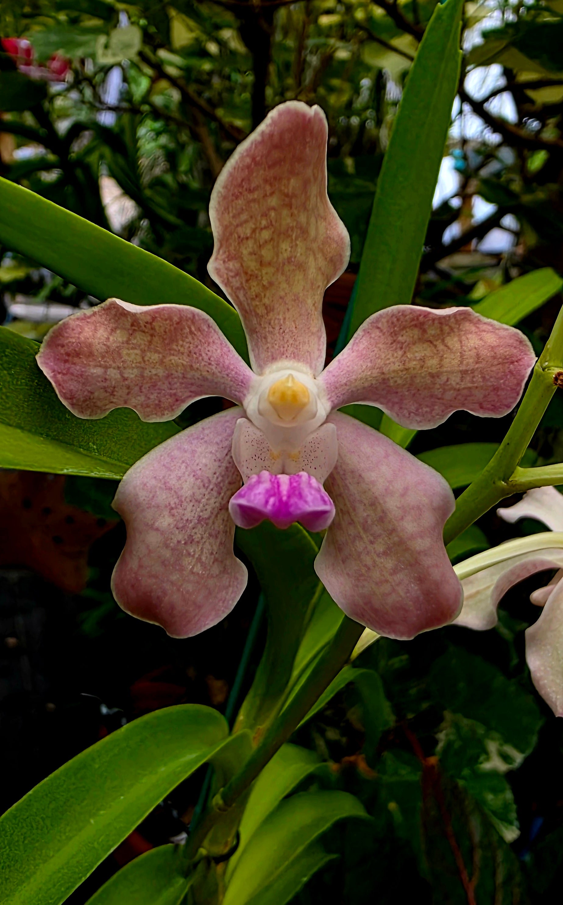 Exclusive: Vanda JP Sweet Perfume (Golden Doubloon X Mimi Palmer), Seedling
