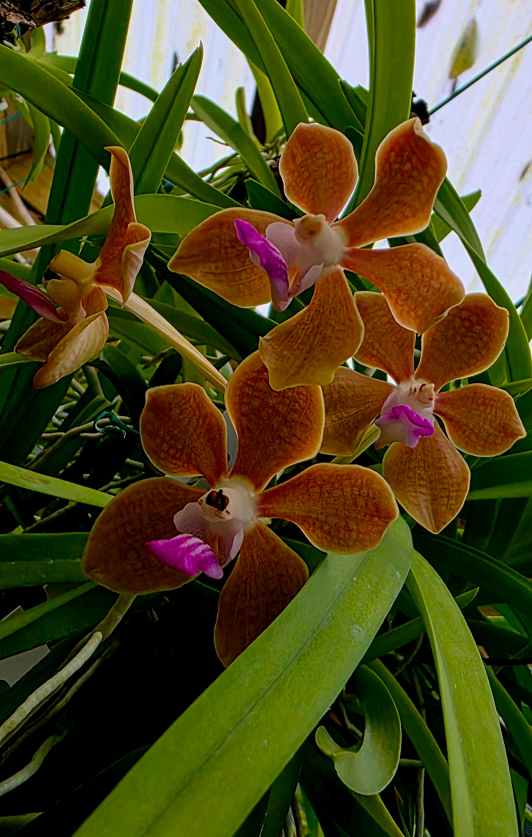 Exclusive: Vanda JP Sweet Perfume (Golden Doubloon X Mimi Palmer), Seedling