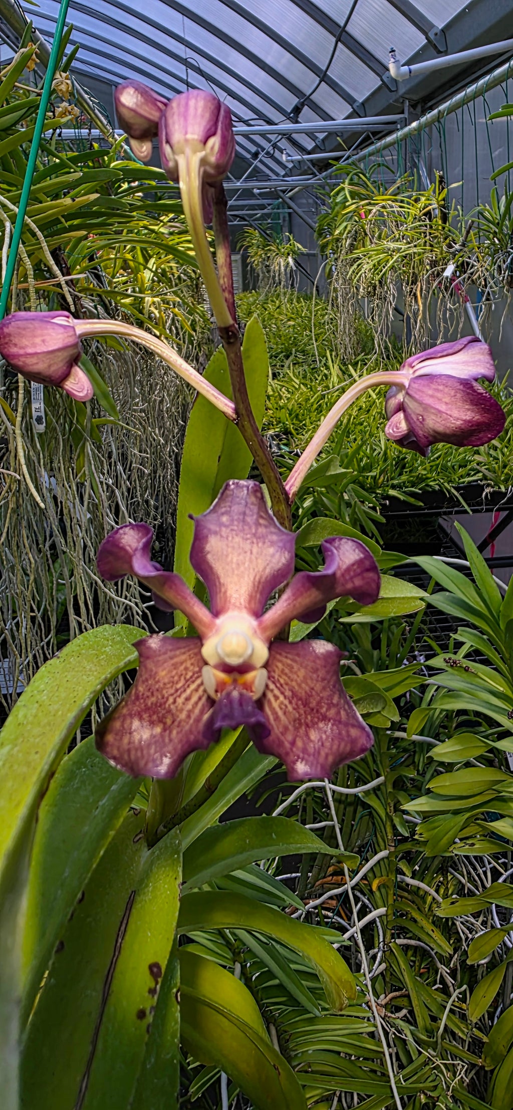 Exclusive: Seedling. Vanda Stephen Reinel-Tan (Nafisa X Violeta)