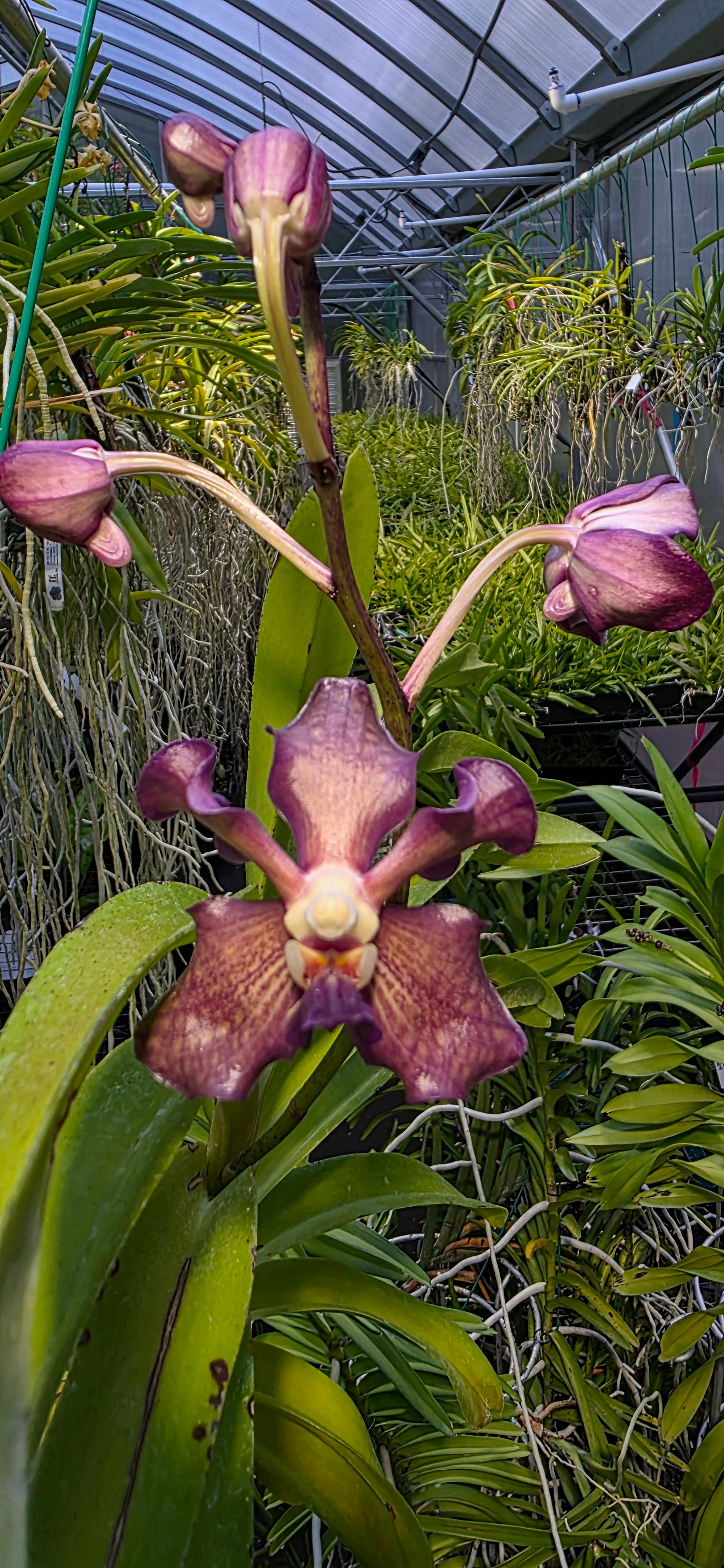 Exclusive: Seedling. Vanda Stephen Reinel-Tan (Nafisa X Violeta)