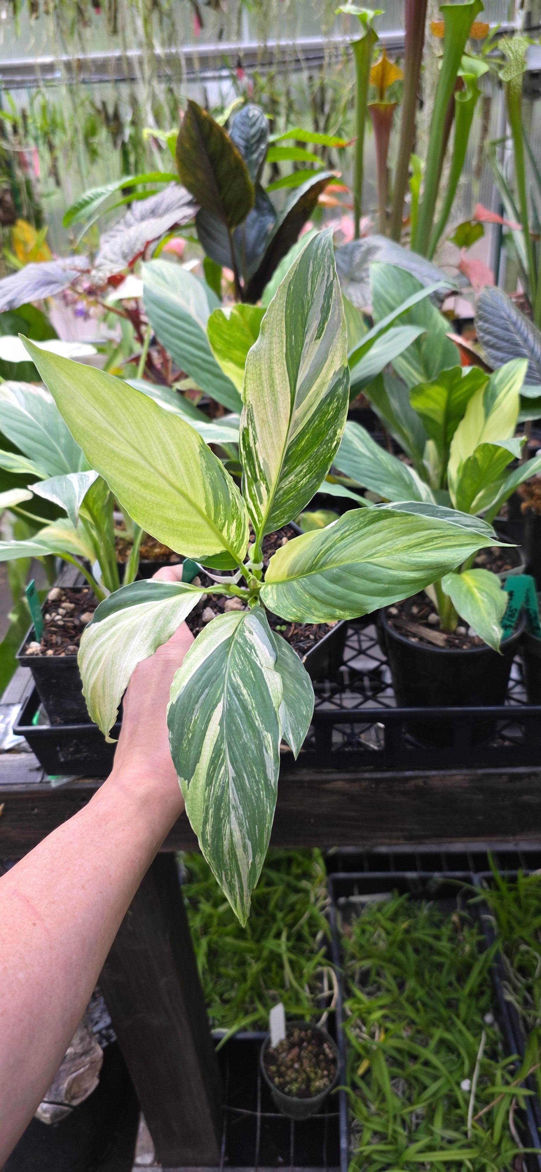 Spathiphyllum 'Sensastion'