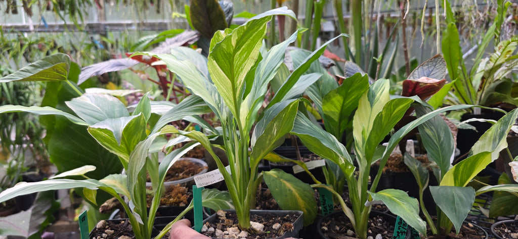 Spathiphyllum 'Sensastion'