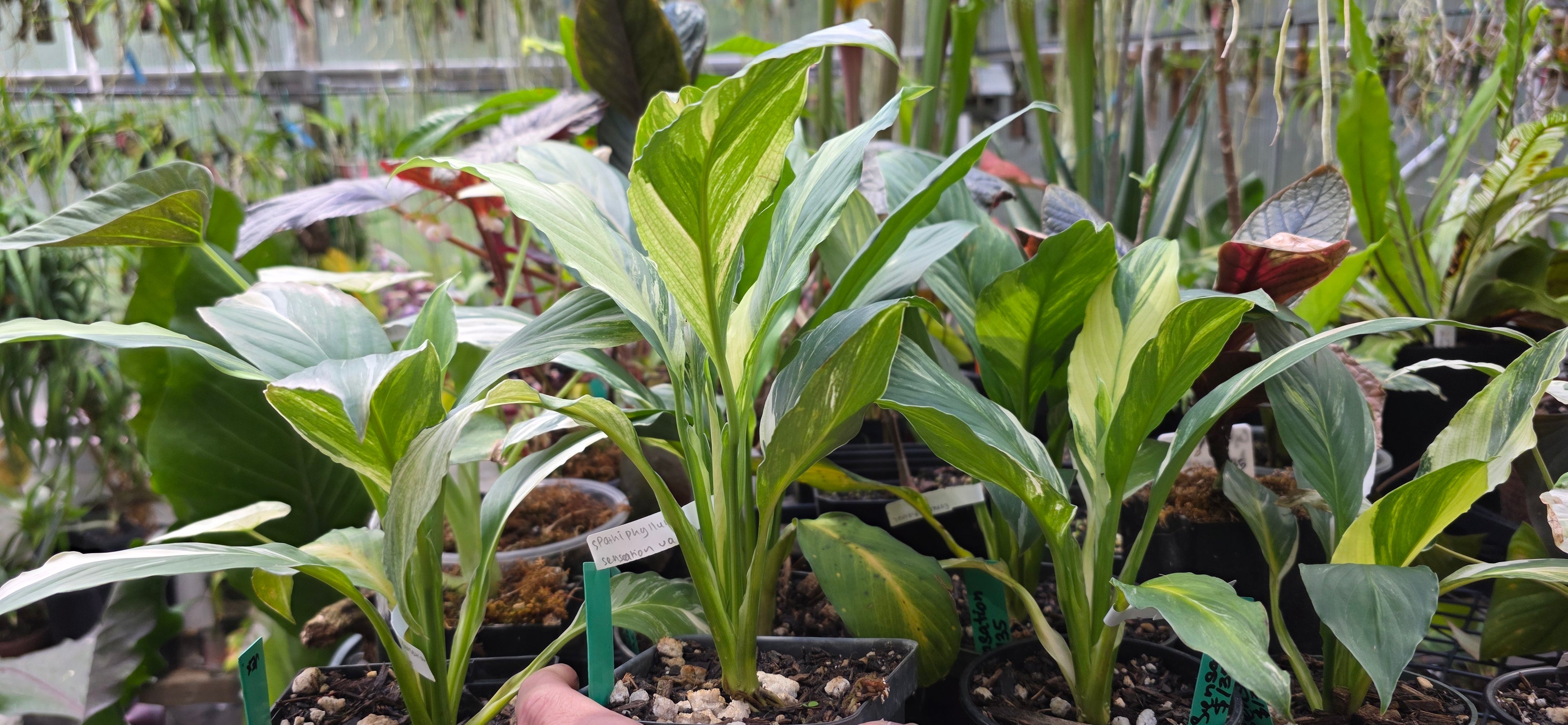 Spathiphyllum 'Sensastion'