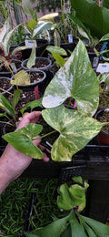Anthurium Pterodactyl Variegated