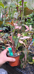 Homalomena Rubisence