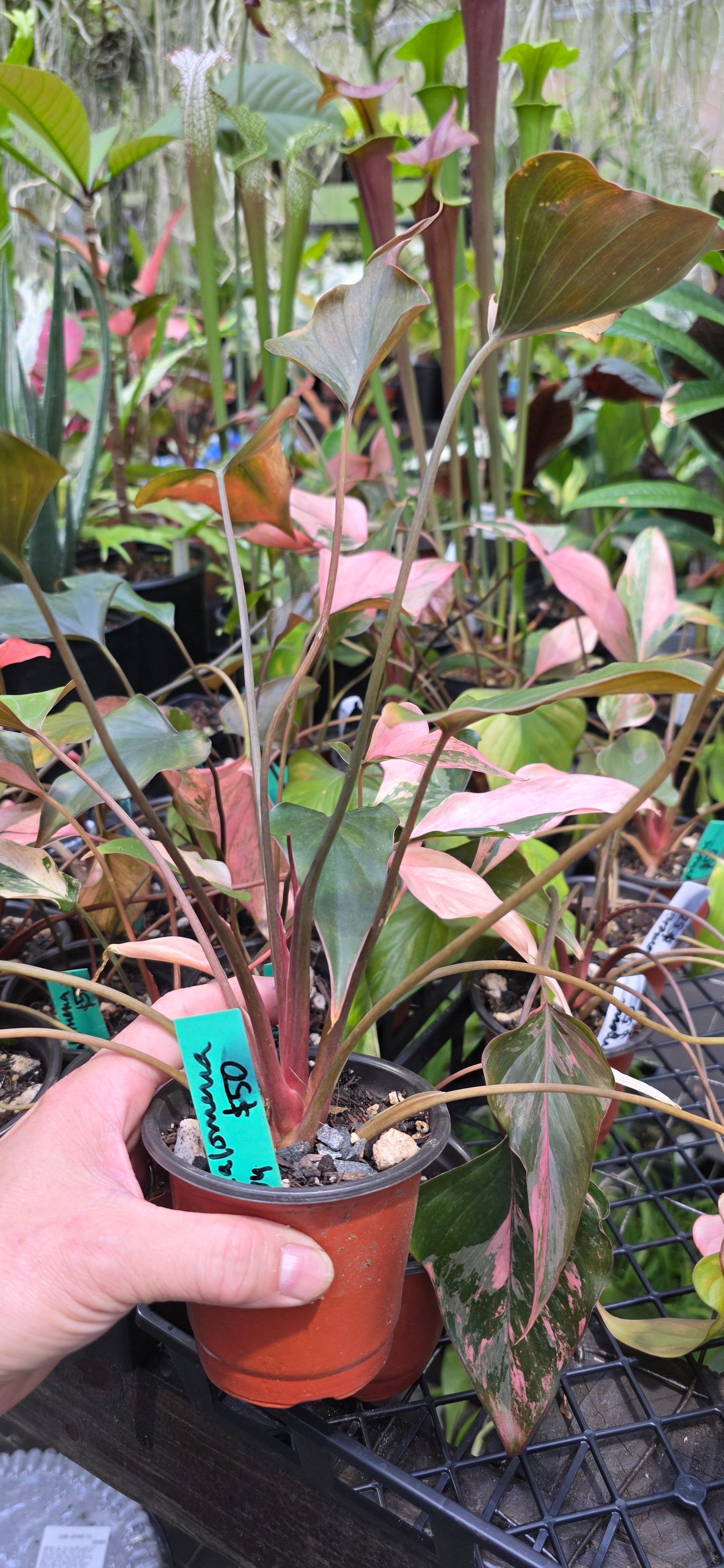 Homalomena Rubisence