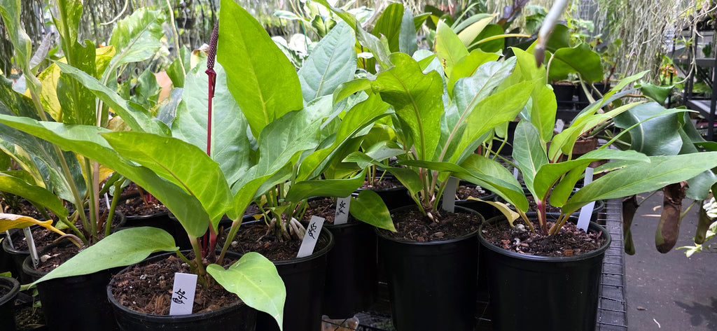Anthurium Hookerei