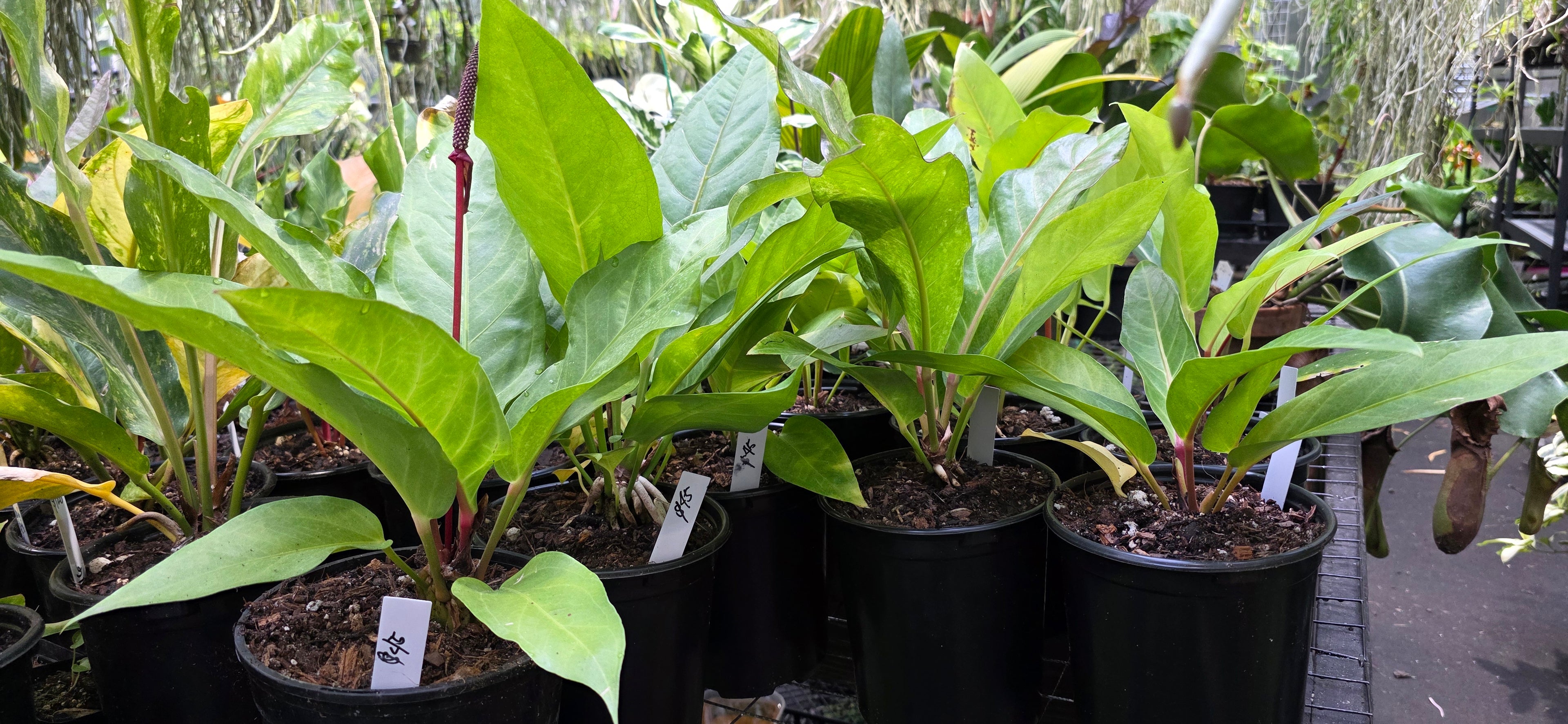 Anthurium Hookerei