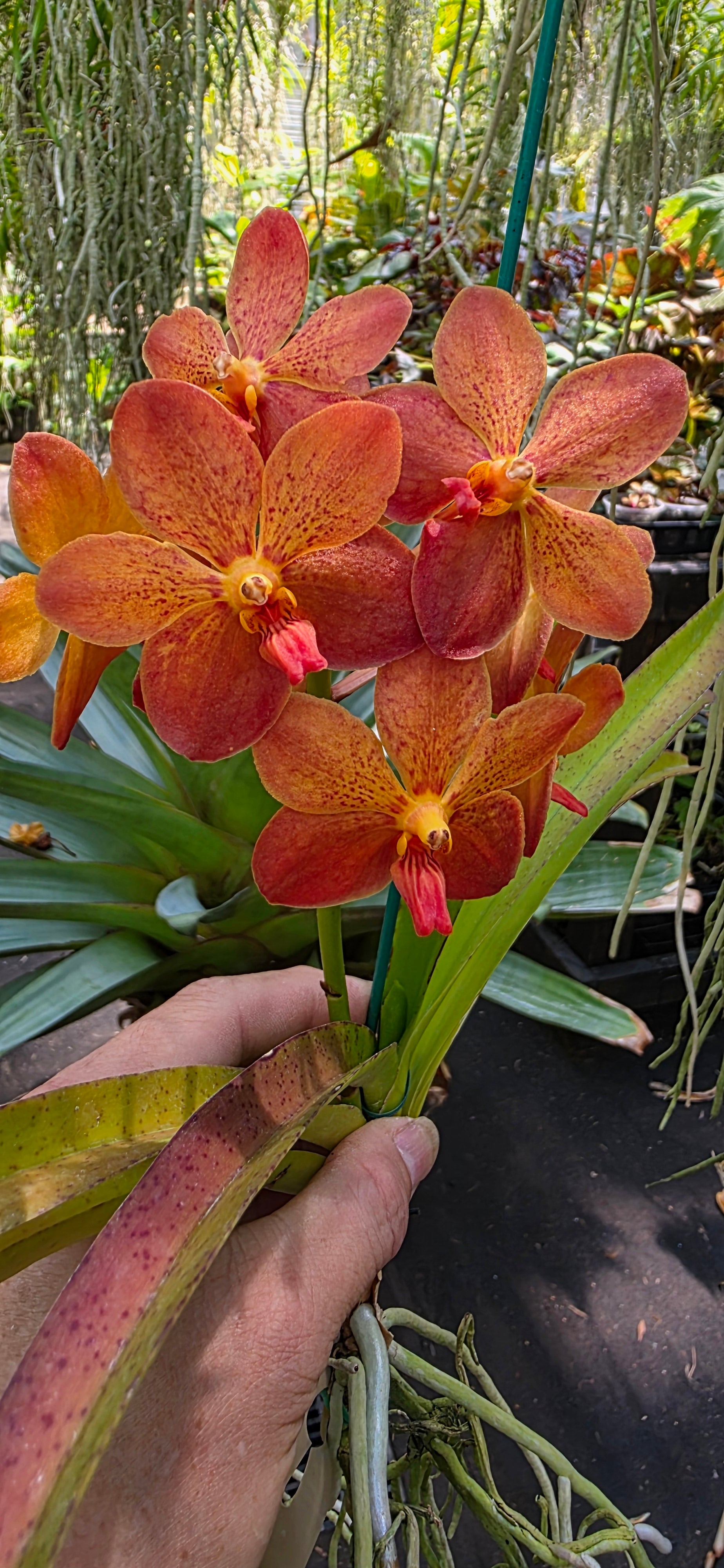 Vanda Fulfords Gold