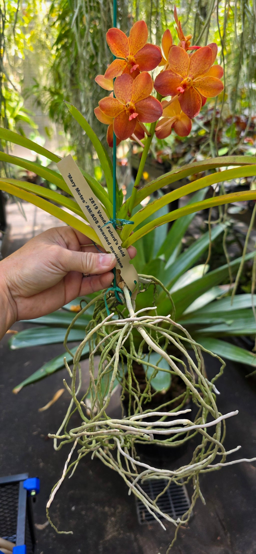 Vanda Fulfords Gold
