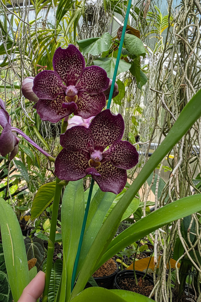 Vanda Denisoniana X Kulwadee Fragrance