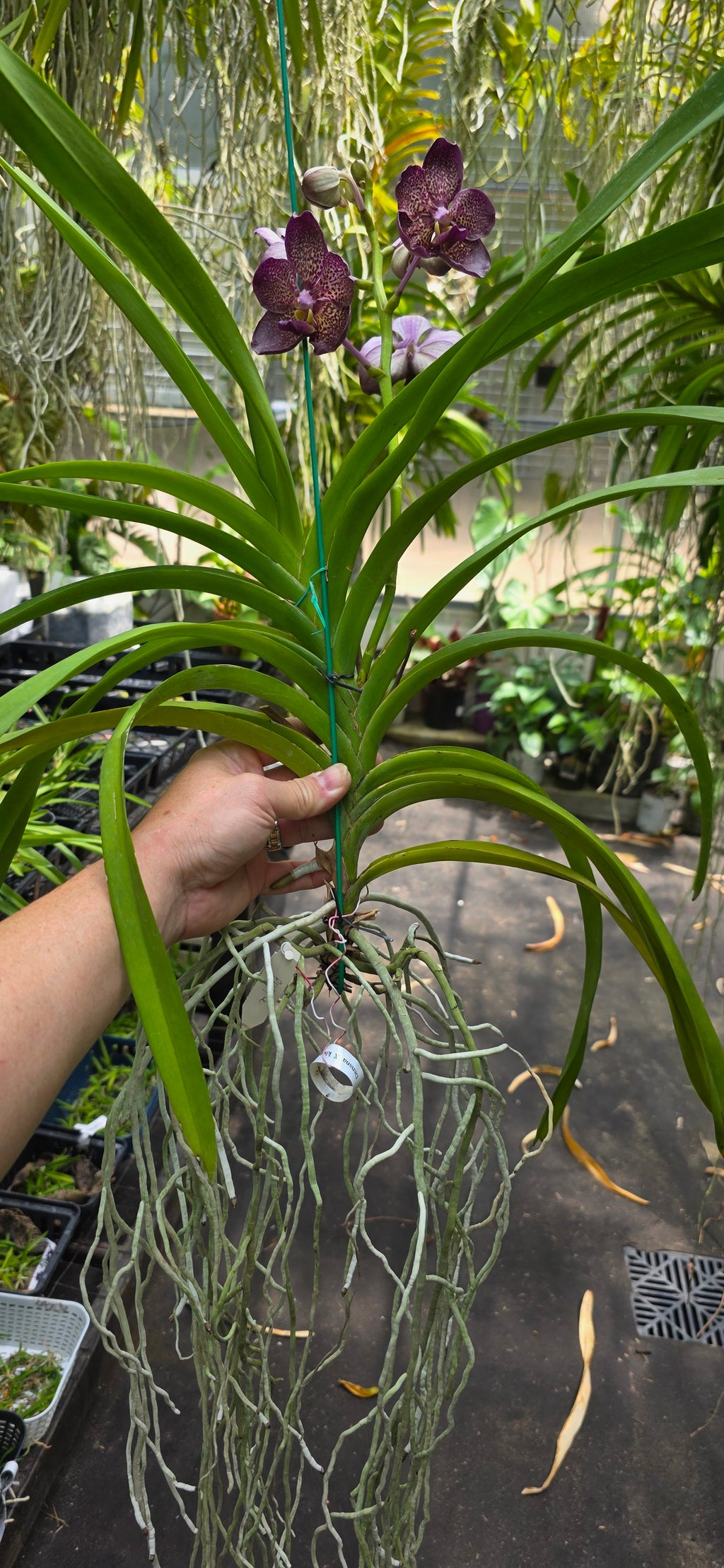 Vanda Denisoniana X Kulwadee Fragrance