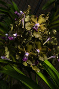 Vanda Siree Fragrance AM/AOS 'Birthday Surprise!'