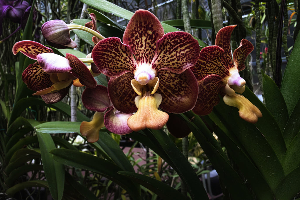 Vanda Sandi Ripley goodman