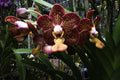 Vanda Sandi Ripley goodman