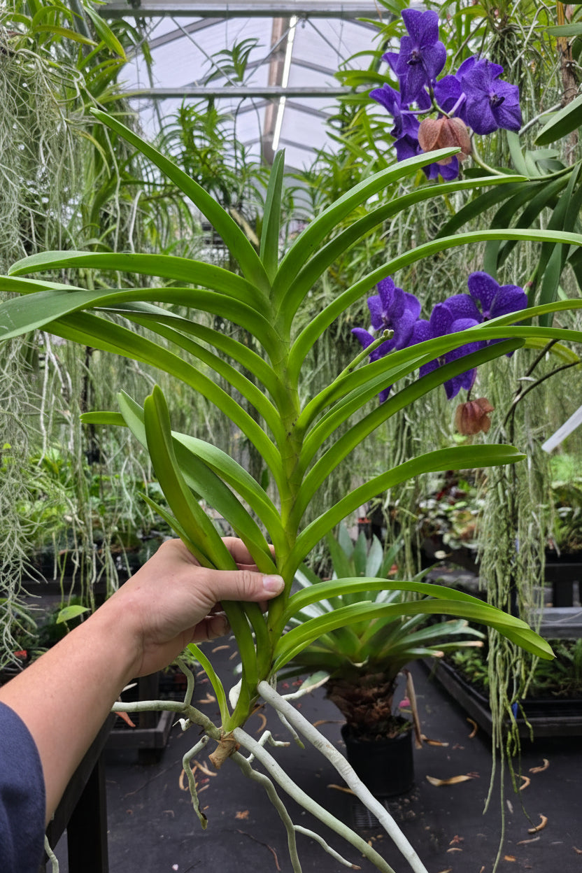 Vanda Siree Fragrance AM/AOS 'Birthday Surprise!'