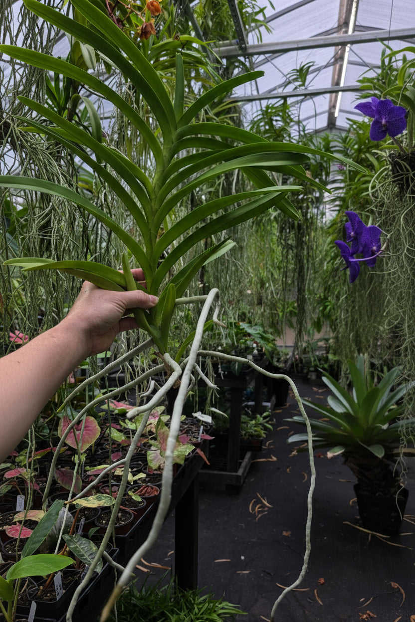 Vanda Siree Fragrance AM/AOS 'Birthday Surprise!'