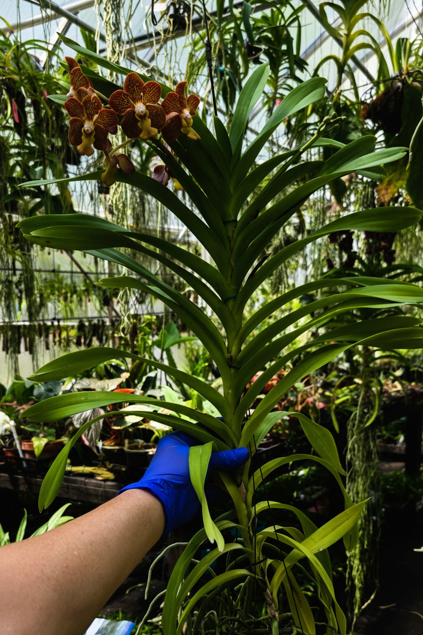Vanda Sandi Ripley goodman