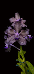 Vanda Karina Motes