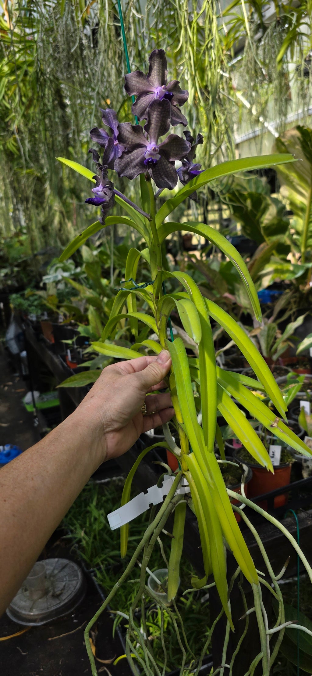 Vanda Karina Motes