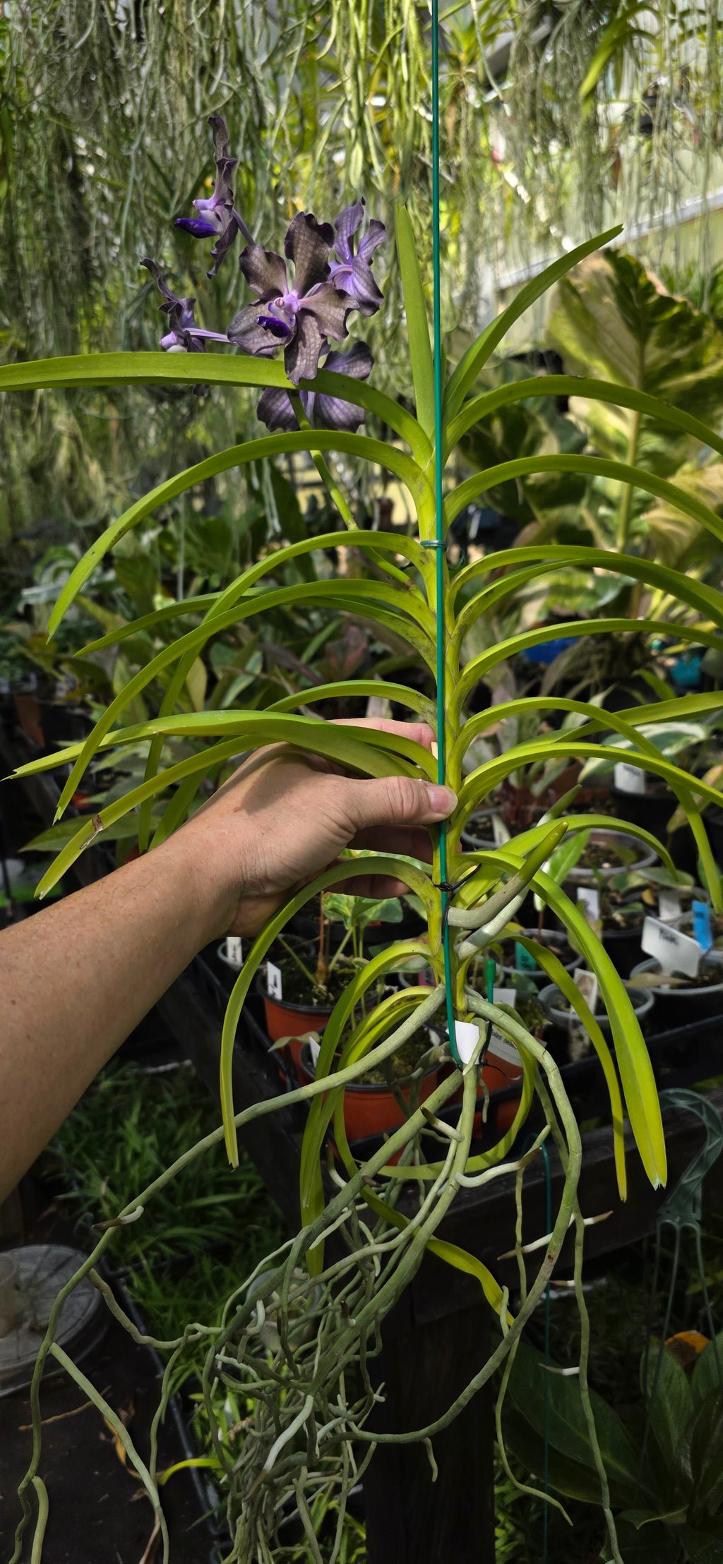 Vanda Karina Motes