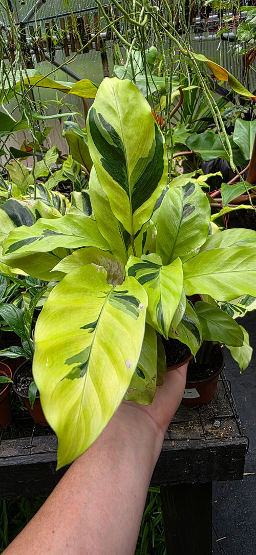 Calathea Yellow Allusion