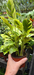 Calathea Yellow Allusion