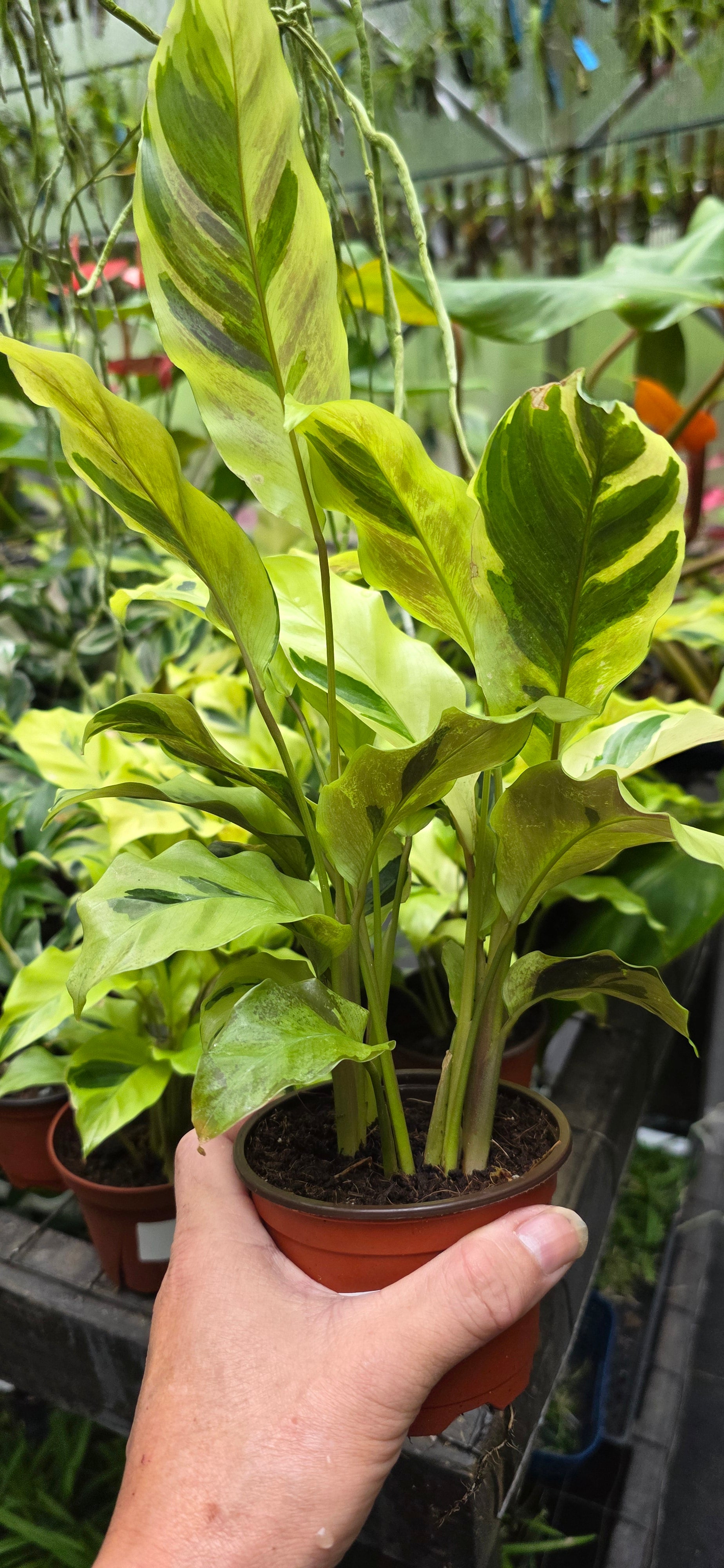 Calathea Yellow Allusion