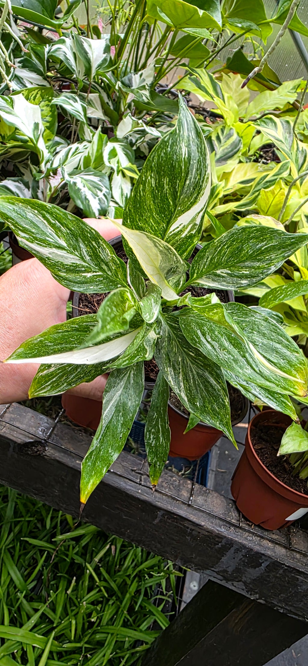 Spathiphyllum 'Domino' variegated