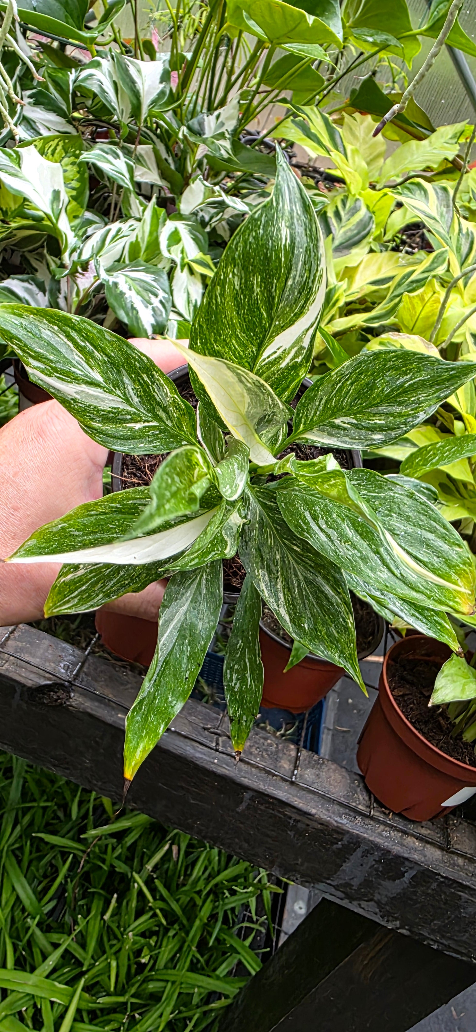 Spathiphyllum 'Domino' variegated