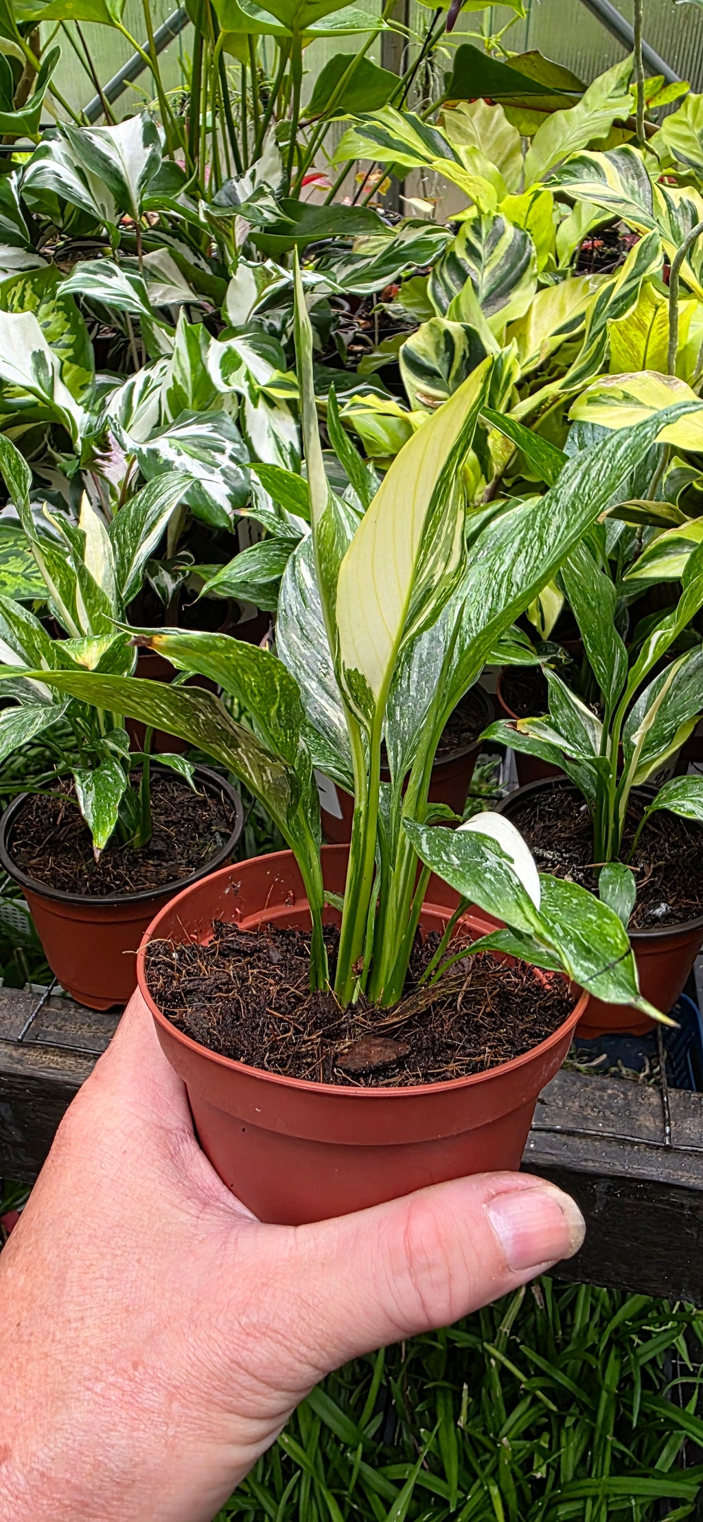 Spathiphyllum 'Domino' variegated