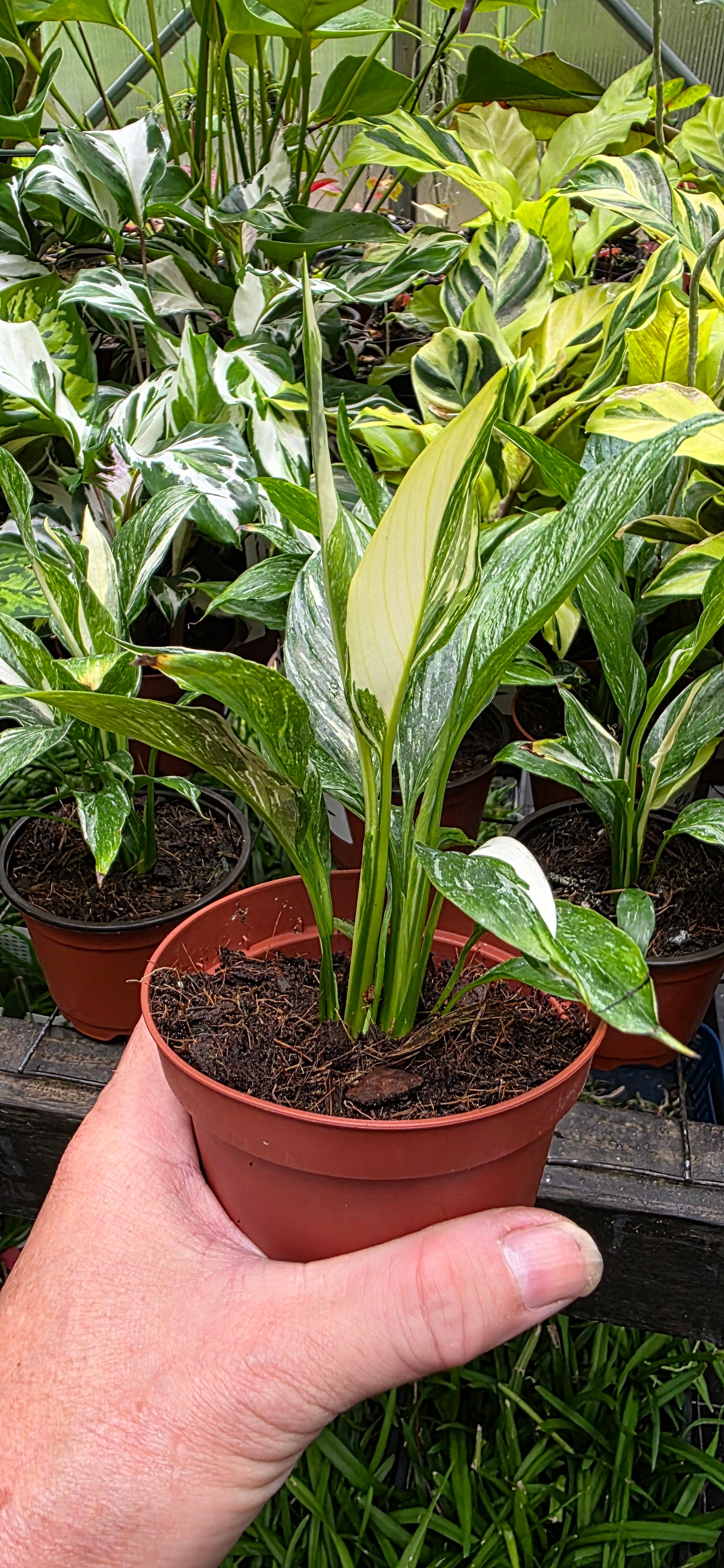 Spathiphyllum 'Domino' variegated