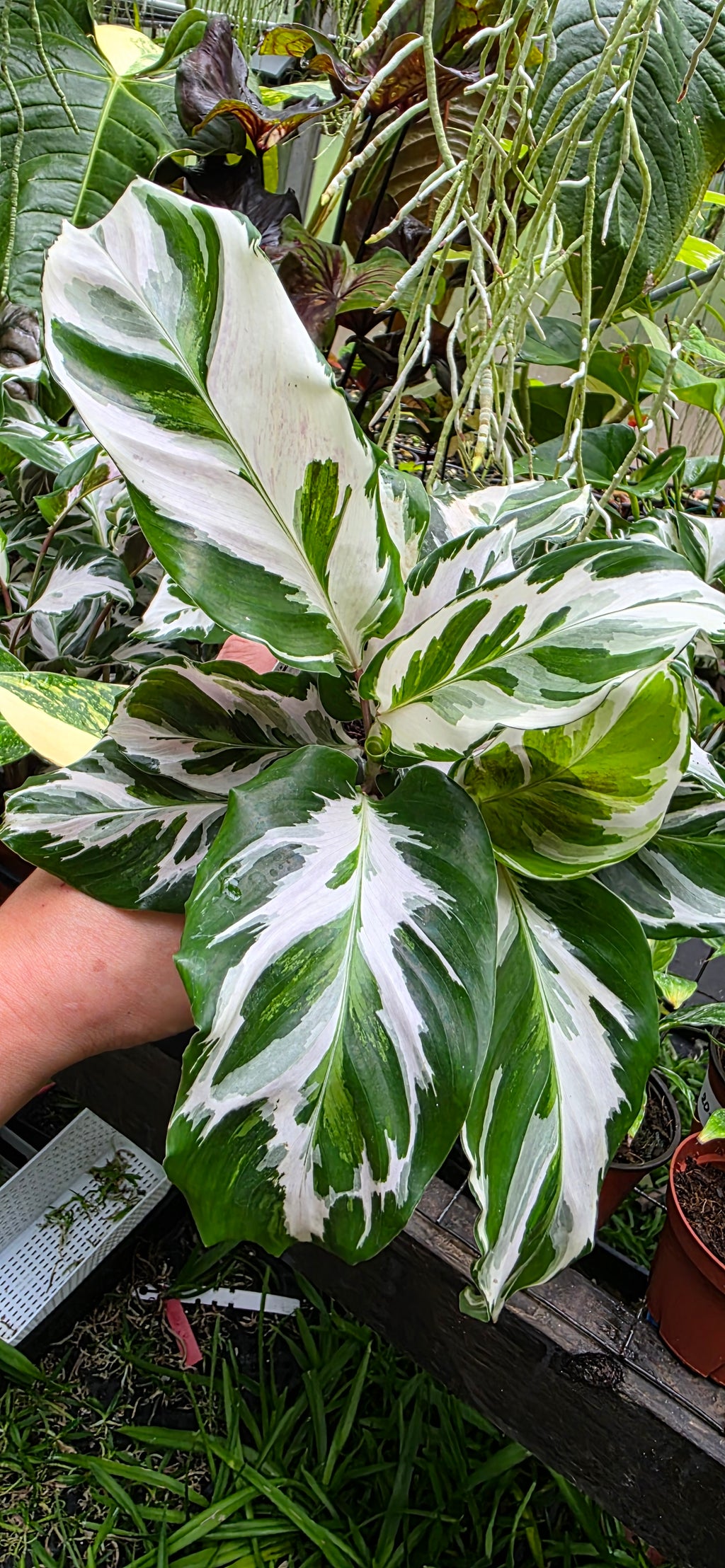 Calathea Stella