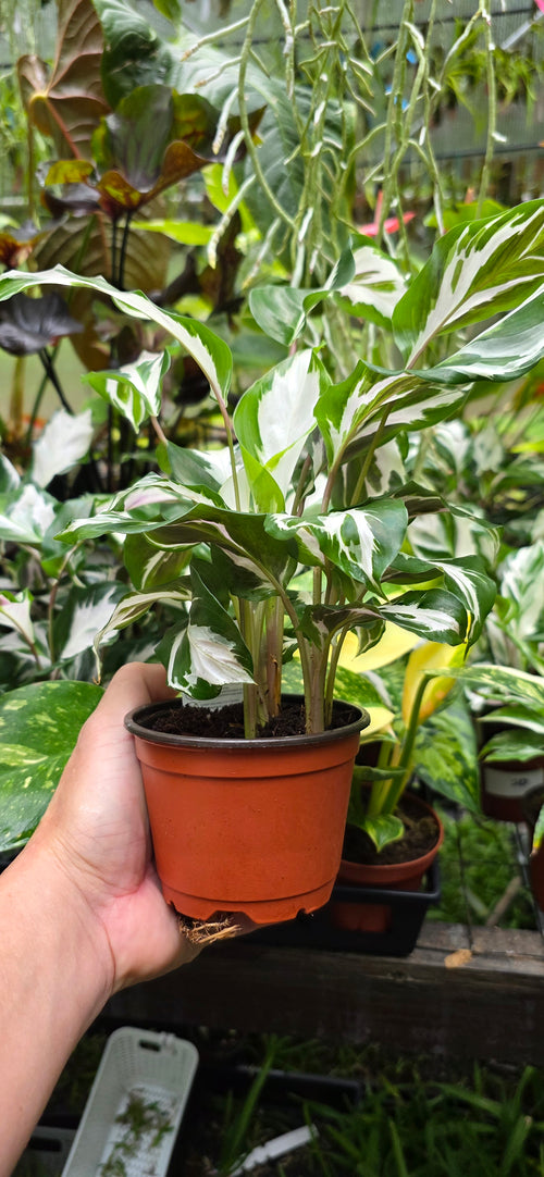 Calathea Stella