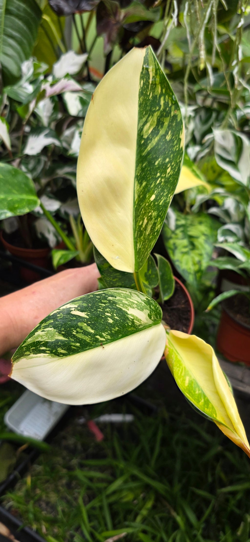 Philodendron Green Congo Variegated