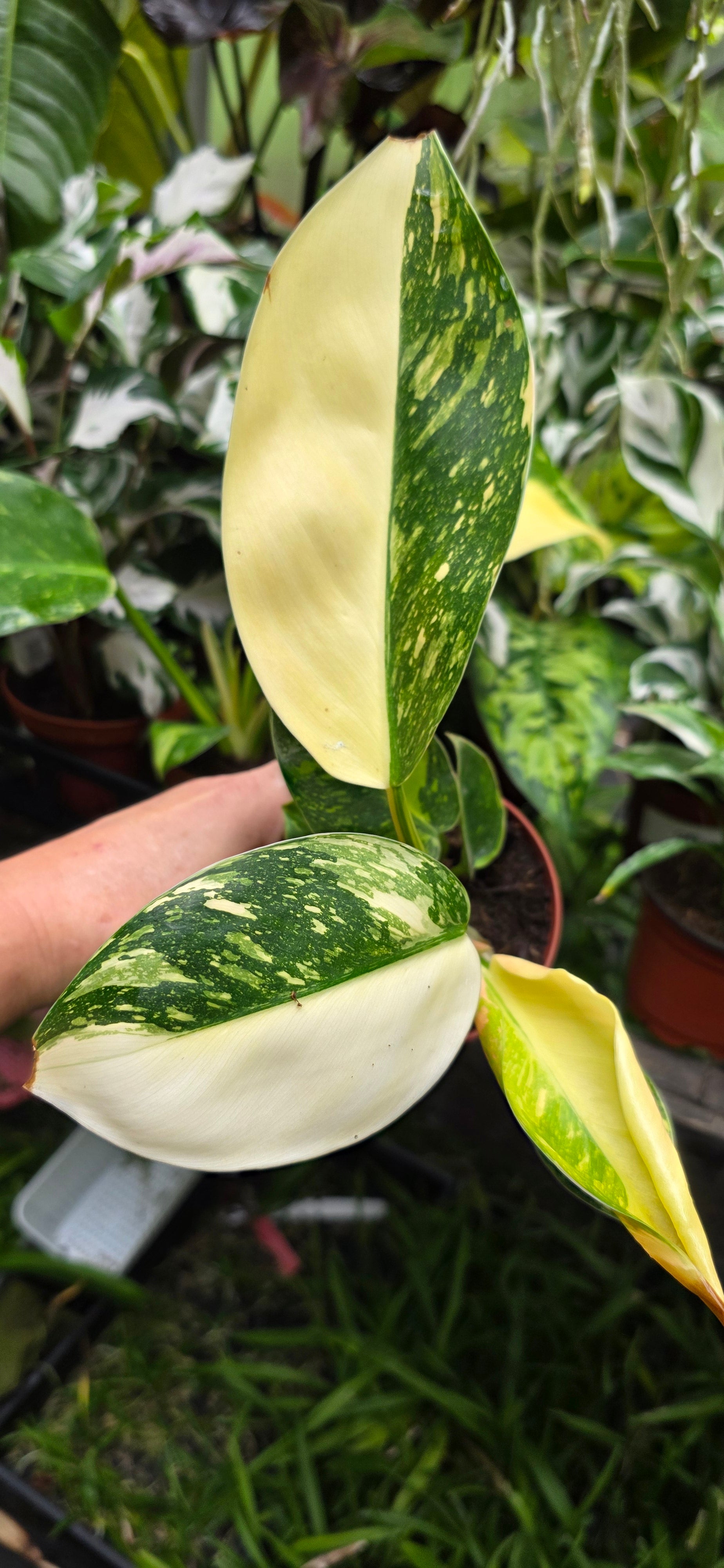 Philodendron Green Congo Variegated