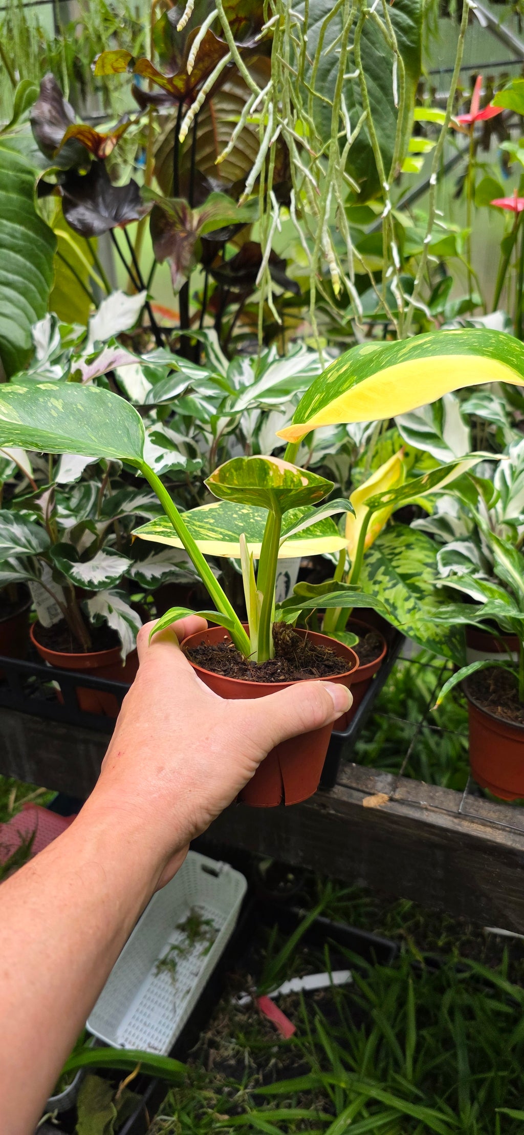 Philodendron Green Congo Variegated