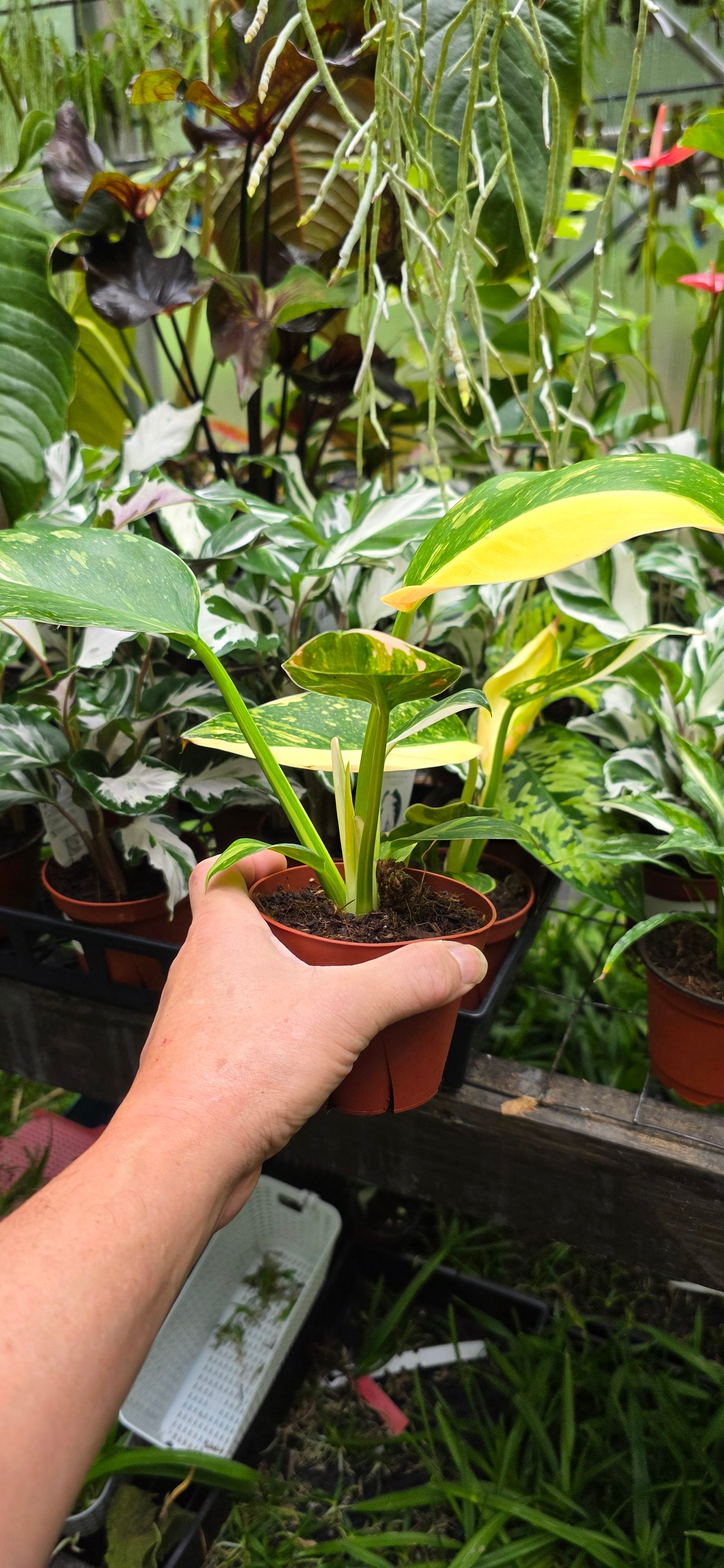 Philodendron Green Congo Variegated