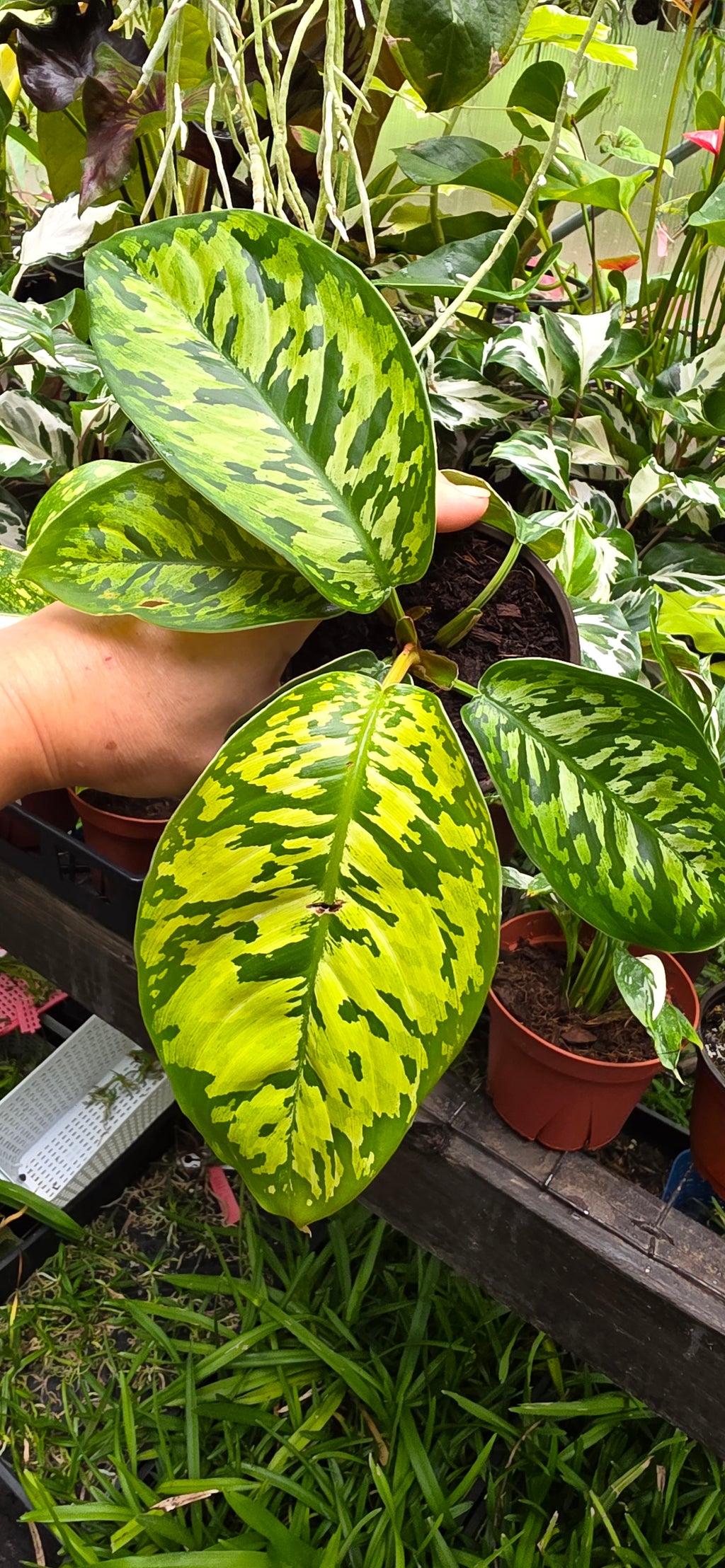 Homalomena Camouflage