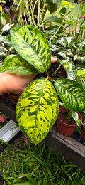 Homalomena Camouflage