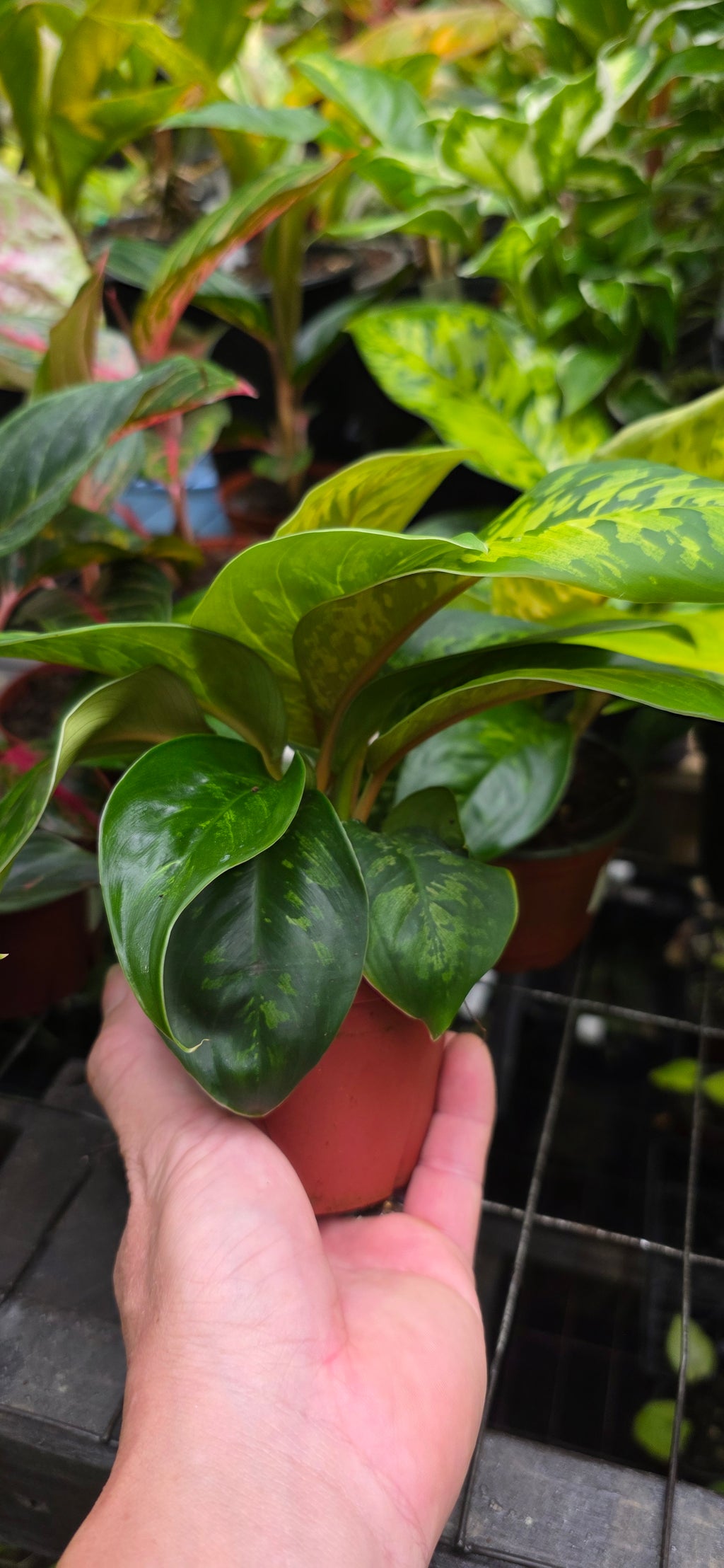 Homalomena Camouflage