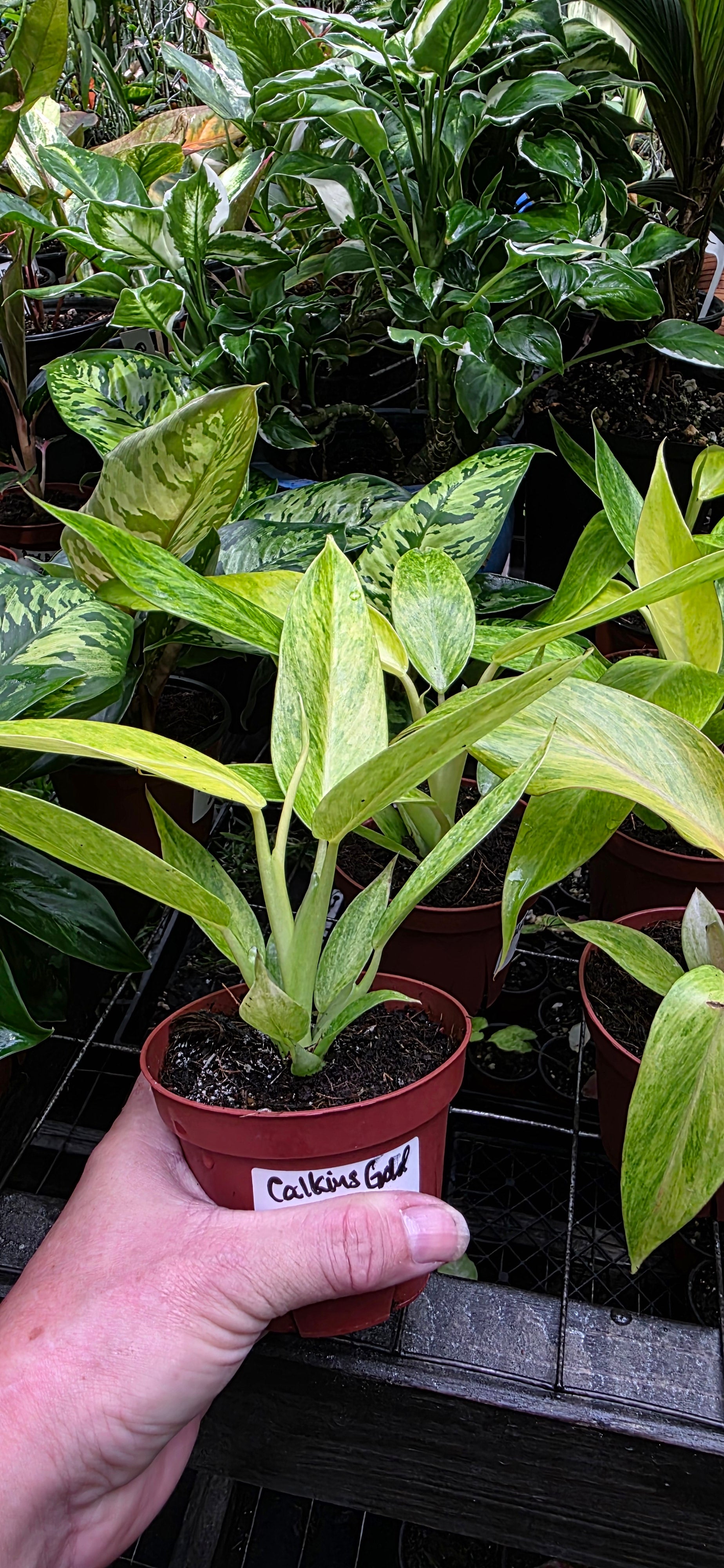 Philodendron Calkins Gold