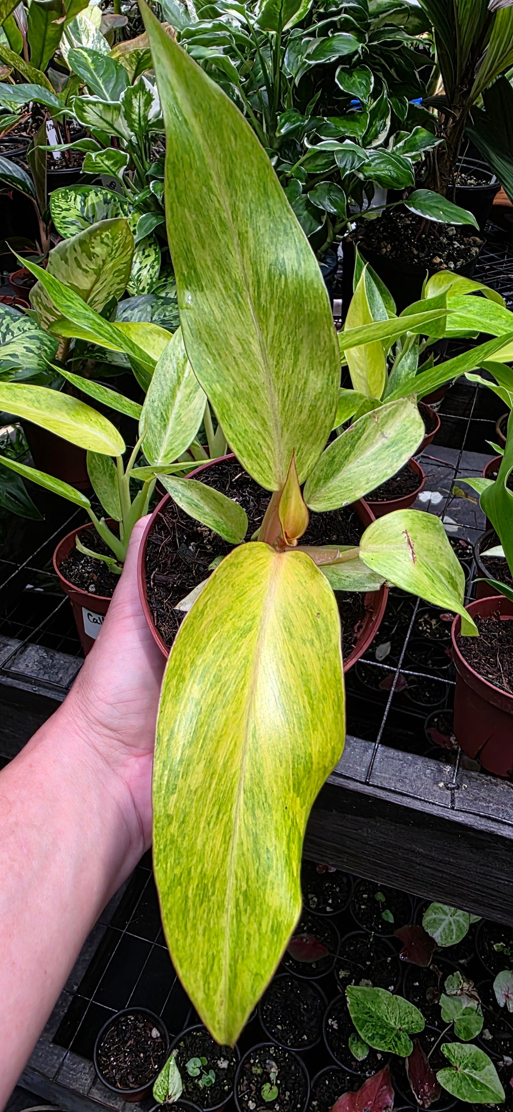 Philodendron Quad Color
