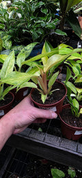 Philodendron Quad Color