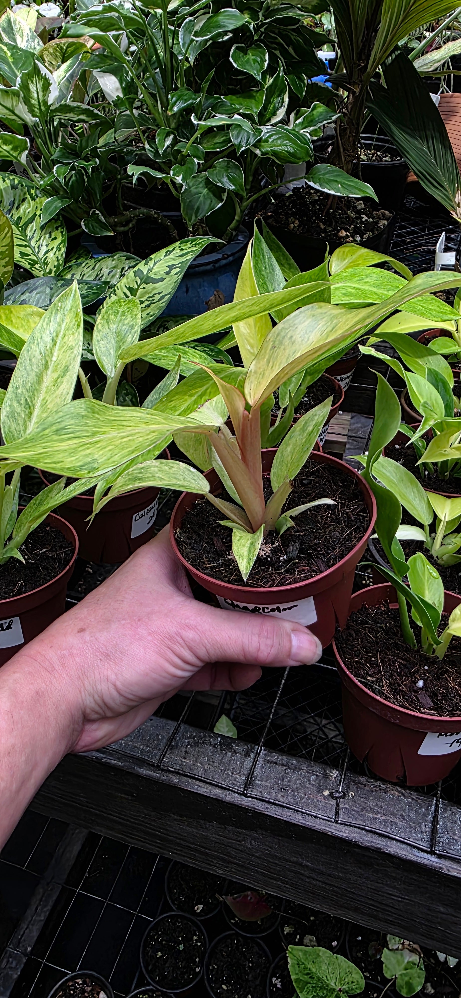 Philodendron Quad Color