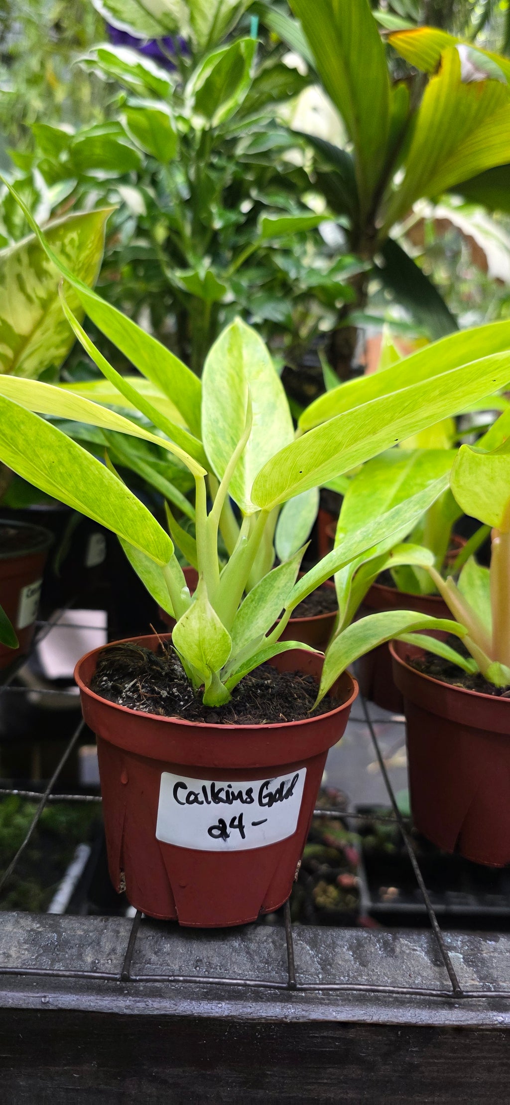 Philodendron Calkins Gold