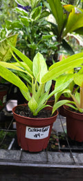Philodendron Calkins Gold