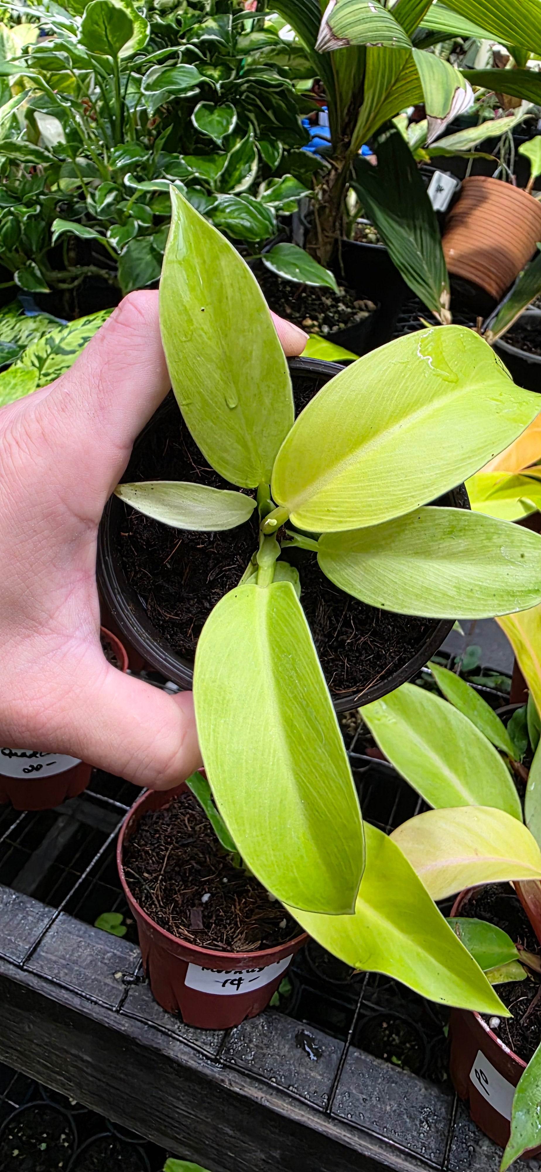 Philodendron MoonLight
