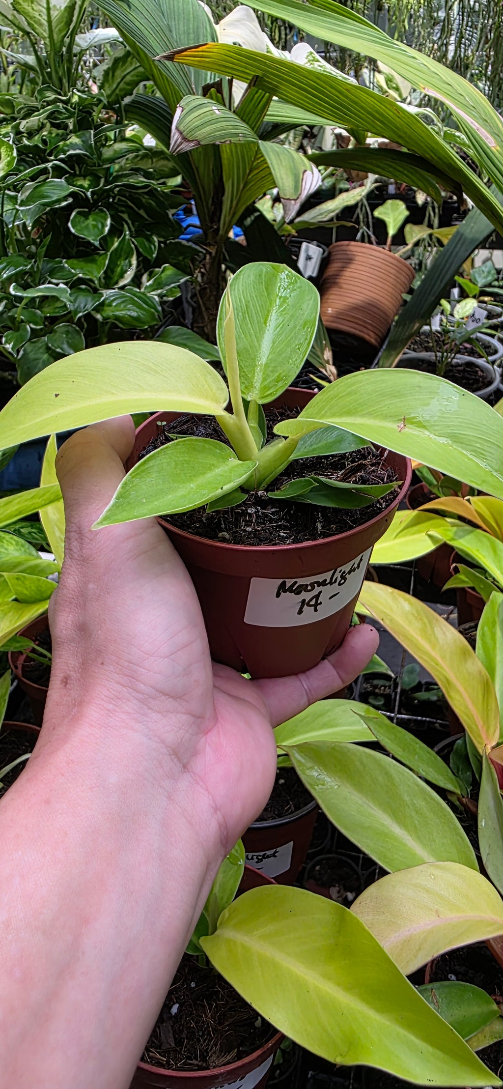 Philodendron MoonLight